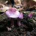 Inocybe Geophylla